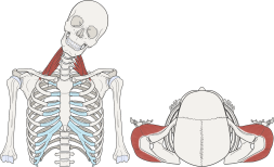頭、首、肩の角度や傾斜