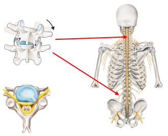 頚椎に頭が乗っかっていて胸椎、腰椎、骨盤に支えられているので、姿勢や呼吸で負担が変わると、椎間板の変形が起きます。