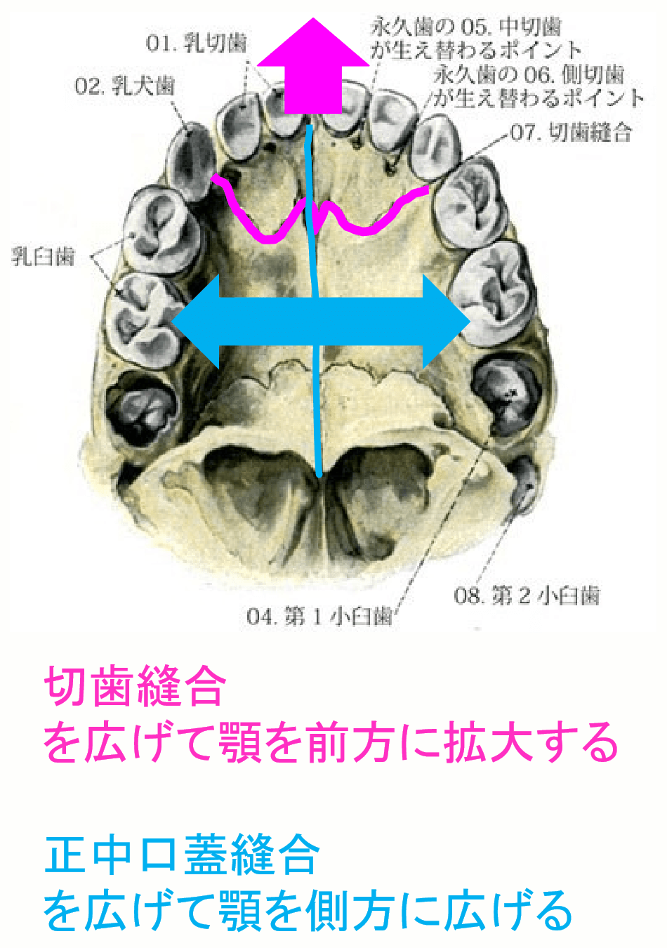 上顎の成長について