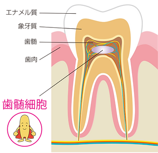 歯髄幹細胞培養上清液療法とは